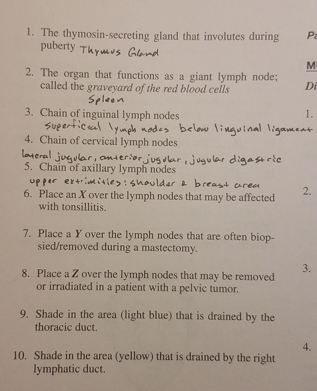 Draw It Directions Using This Illustration Draw In The Following F Ih 1 The Thymosin Secreting Gland That Involu 2