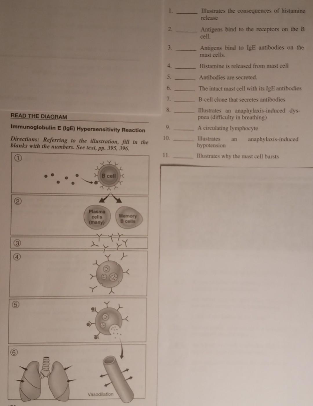 1 Illustrates The Consequences Of Histamine Release 2 Antigens Bind To The Receptors On The B Cell 3 Antigens Bind To 1