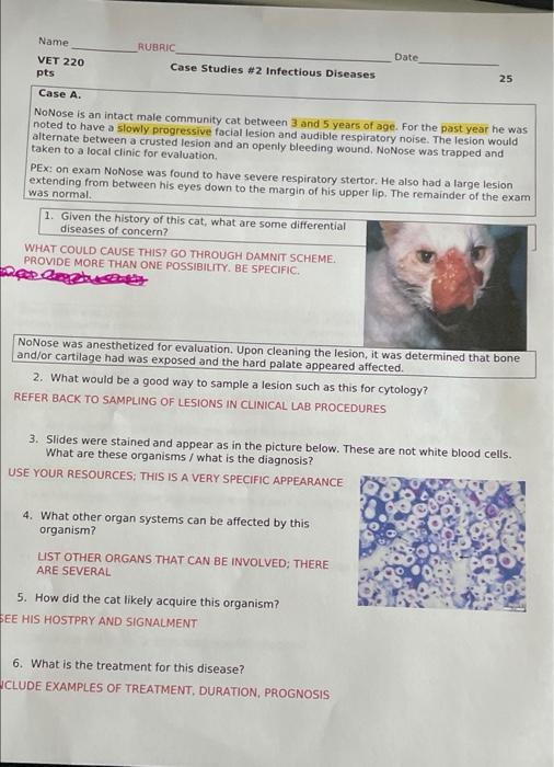Rubric Name Vet 220 Pts Date Case Studies 2 Infectious Diseases 25 Case A Nonose Is An Intact Male Community Cat Betwe 1