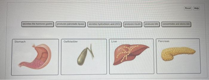 Reset Help Secretes The Hormone Gastrin Produces Pancreatic Lipase Secretes Hydrochloric Acks Hd Produces In Procese Con 1