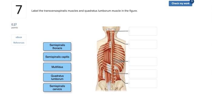 Check My Work 7 Label The Transversospinalis Muscles And Quadratus Lumborum Muscle In The Figure 0 27 Points Book Refer 1