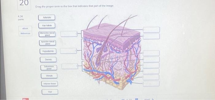 20 Drag The Proper Term To The Box That Indicates That Part Of The Mage 414 Nero Home De Veule A 1