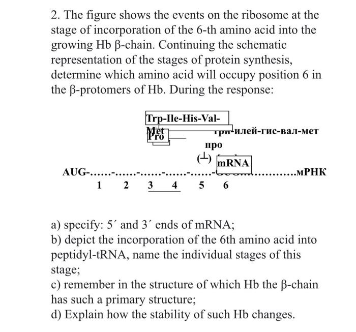 2 The Figure Shows The Events On The Ribosome At The Stage Of Incorporation Of The 6 Th Amino Acid Into The Growing Hb 1