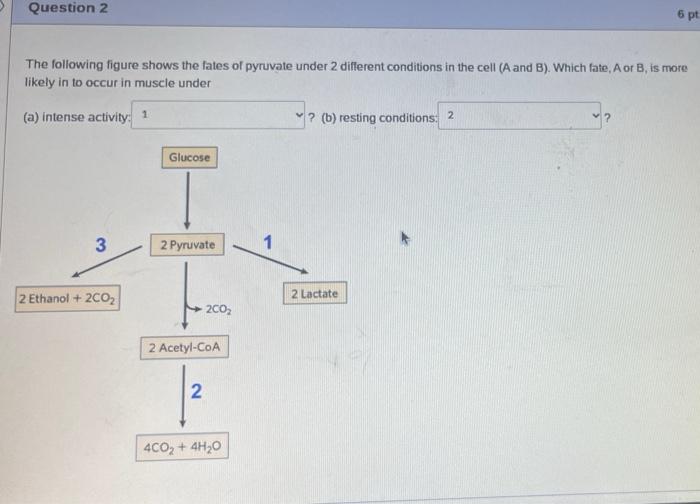 Question 2 The Following Figure Shows The Fates Of Pyruvate Under 2 Different Conditions In The Cell A And B Which Fa 1