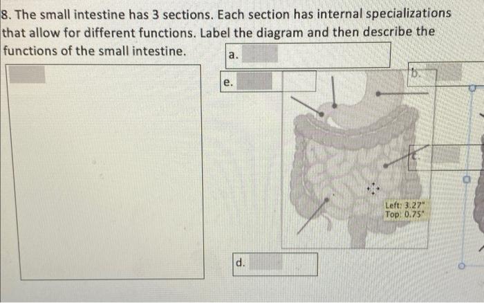 8 The Small Intestine Has 3 Sections Each Section Has Internal Specializations That Allow For Different Functions Lab 1