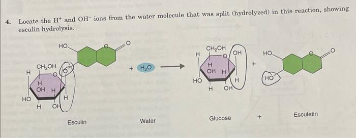 4 Locate The H And Oh Ions From The Water Molecule That Was Split Hydrolyzed In This Reaction Showing Esculin Hydro 1