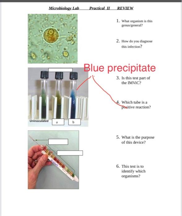 Microbiology Lab Uninoculated A Practical Ii Review 1 What Organism Is This Genus General 2 How Do You Diagnose This 1