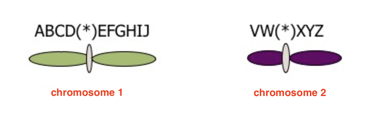 If You Have The Following Chromosomes What Type Of Aberration Will Have Occurred In Each Of The Following Cases 1 1 1