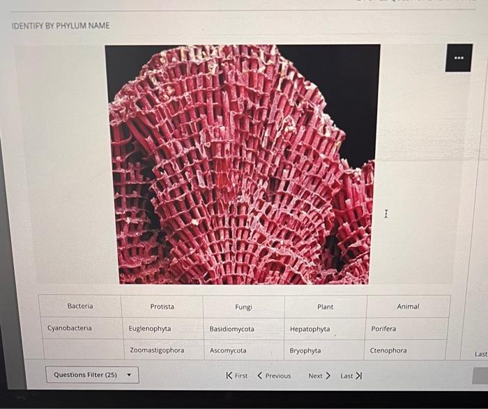 Identify By Phylum Name Bacteria Cyanobacteria Questions Filter 25 Protista Euglenophyta Zoomastigophora Fungi Basidio 1