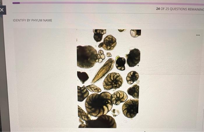 Identify By Phylum Name Bacteria Cyanobacteria Questions Filter 25 Protista Euglenophyta Zoomastigophora Fungi Basidio 2