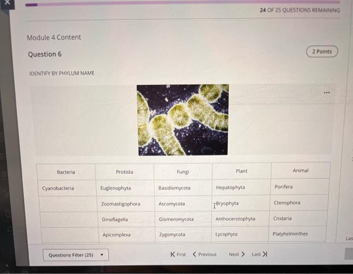 Identify By Phylum Name Bacteria Cyanobacteria Questions Filter 25 Protista Euglenophyta Zoomastigophora Fungi Basidio 4