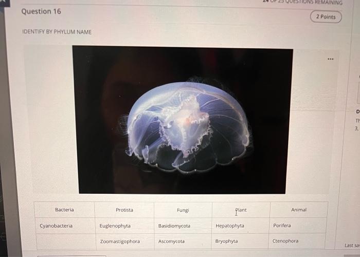 Identify By Phylum Name Bacteria Cyanobacteria Questions Filter 25 Protista Euglenophyta Zoomastigophora Fungi Basidio 14