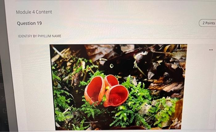 Identify By Phylum Name Bacteria Cyanobacteria Questions Filter 25 Protista Euglenophyta Zoomastigophora Fungi Basidio 16