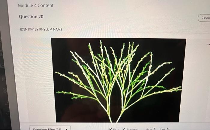 Identify By Phylum Name Bacteria Cyanobacteria Questions Filter 25 Protista Euglenophyta Zoomastigophora Fungi Basidio 18