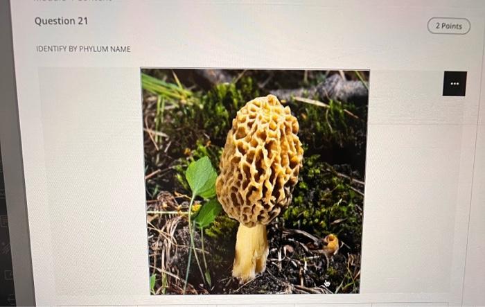 Identify By Phylum Name Bacteria Cyanobacteria Questions Filter 25 Protista Euglenophyta Zoomastigophora Fungi Basidio 19