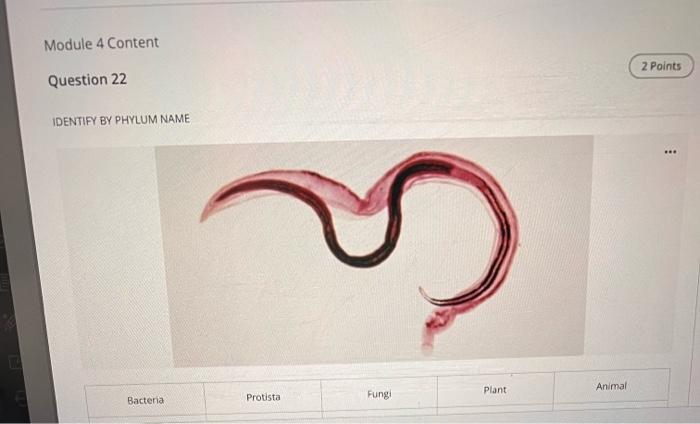 Identify By Phylum Name Bacteria Cyanobacteria Questions Filter 25 Protista Euglenophyta Zoomastigophora Fungi Basidio 20