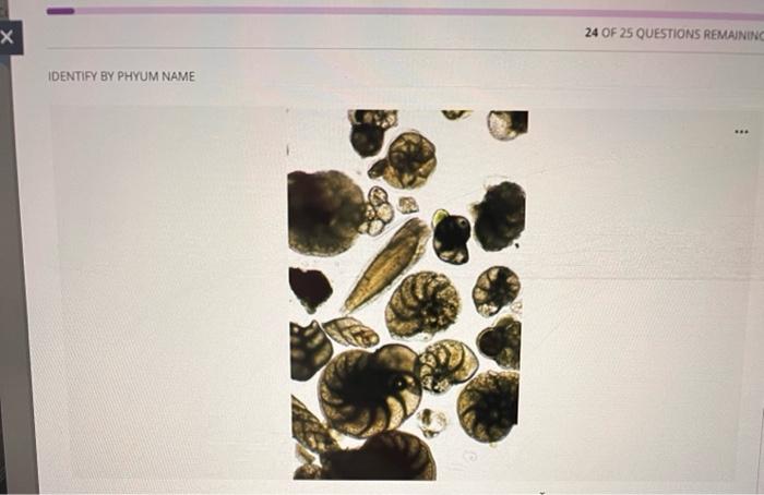 Identify By Phylum Name Bacteria Cyanobacteria Questions Filter 25 Protista Euglenophyta Zoomastigophora Fungi Basidio 24