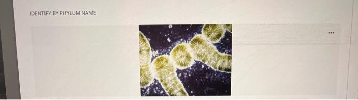 Identify By Phylum Name Bacteria Cyanobacteria Questions Filter 25 Protista Euglenophyta Zoomastigophora Fungi Basidio 25