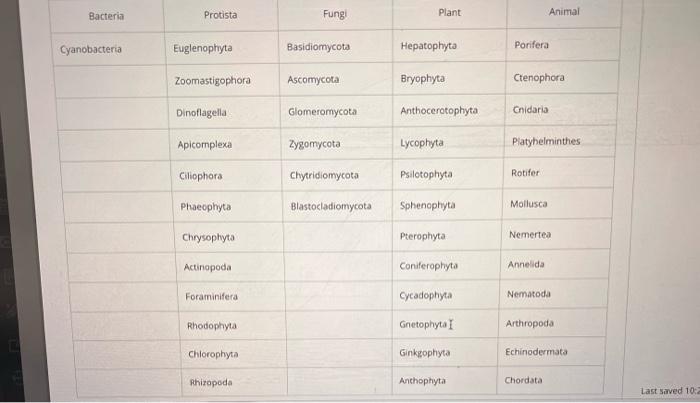 Identify By Phylum Name Bacteria Cyanobacteria Questions Filter 25 Protista Euglenophyta Zoomastigophora Fungi Basidio 26