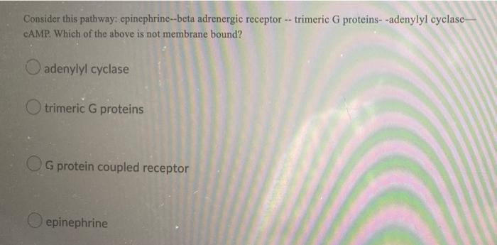 Consider This Pathway Epinephrine Beta Adrenergic Receptor Trimeric G Proteins Adenylyl Cyclase Camp Which Of Th 1