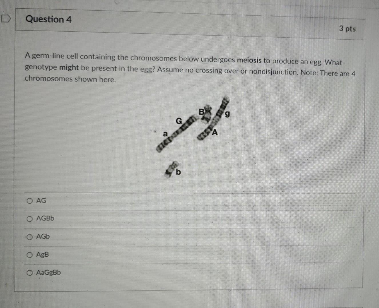 Question 4 A Germ Line Cell Containing The Chromosomes Below Undergoes Meiosis To Produce An Egg What Genotype Might Be 1