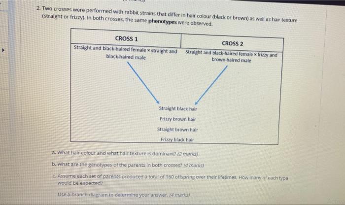2 Two Crosses Were Performed With Rabbit Strains That Differ In Hair Colour Black Or Brown As Well As Hair Texture 1