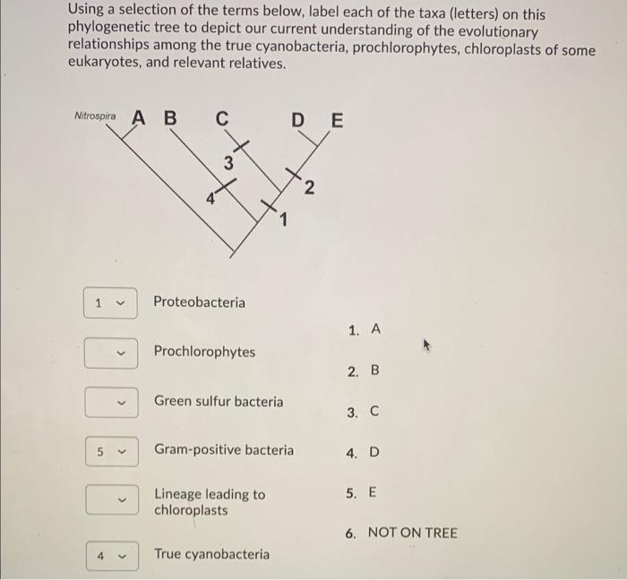 Using A Selection Of The Terms Below Label Each Of The Taxa Letters On This Phylogenetic Tree To Depict Our Current U 1