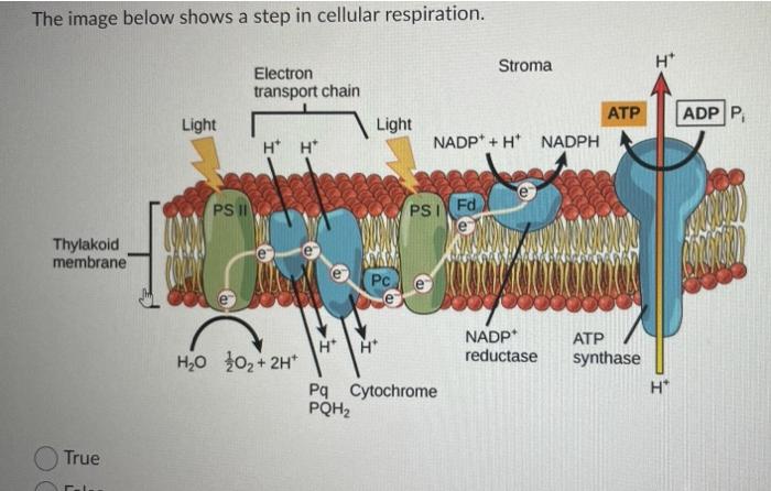 The Image Below Shows A Step In Cellular Respiration Thylakoid Membrane True Light Ps Ii Electron Transport Chain H H 1
