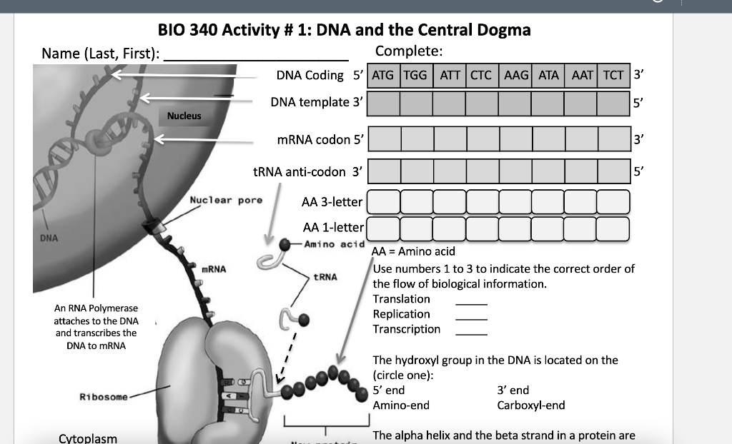 Name Last First Dna An Rna Polymerase Attaches To The Dna And Transcribes The Dna To Mrna Ribosome Bio 340 Activity 1