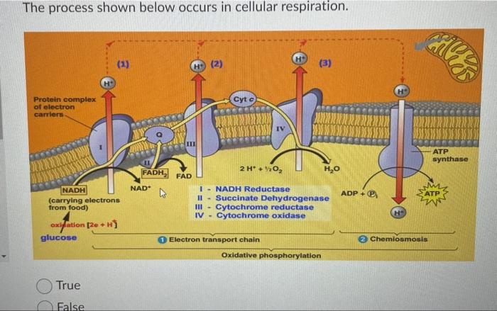 The Process Shown Below Occurs In Cellular Respiration Protein Complex Of Electron Carriers 1 Nadh Carrying Electron 1