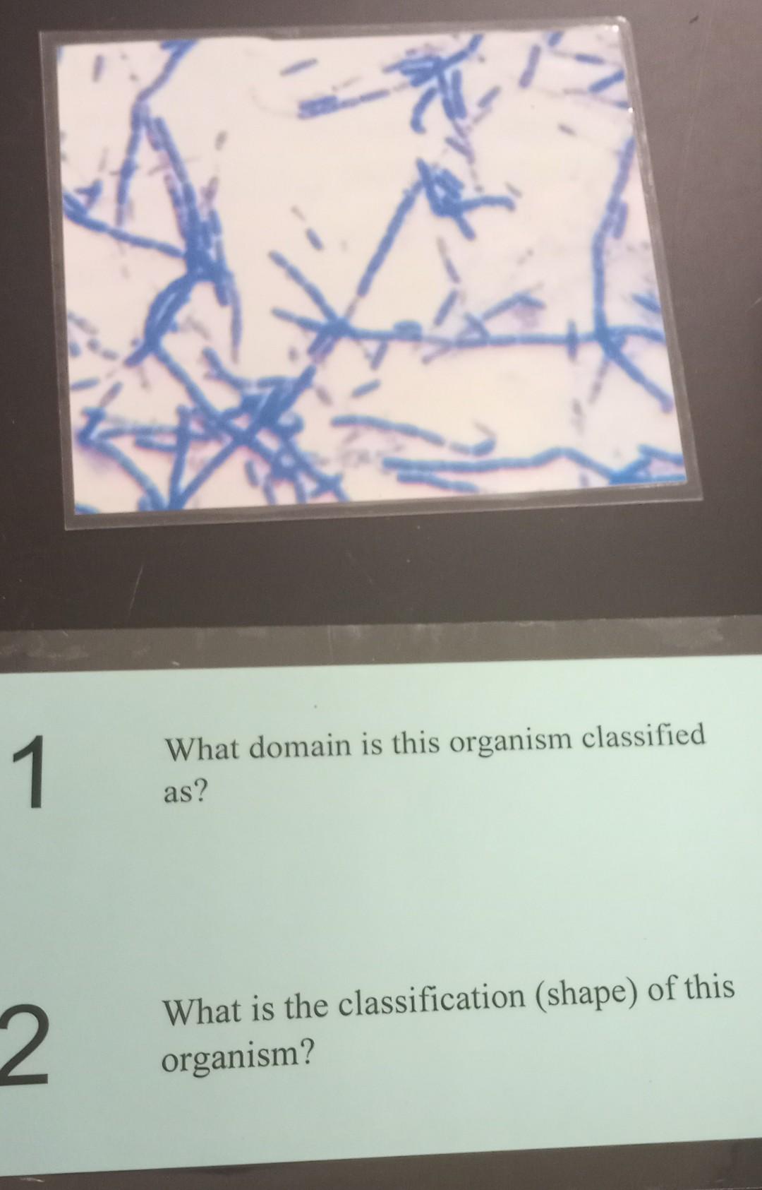 1 2 What Domain Is This Organism Classified As What Is The Classification Shape Of This Organism 1