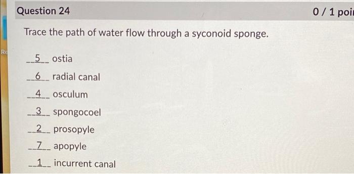 Question 23 0 1 Point A Newly Discovered Species Of Sponge Has A Leuconoid Body Plan Spongin Fibers And Siliceous Spicu 2