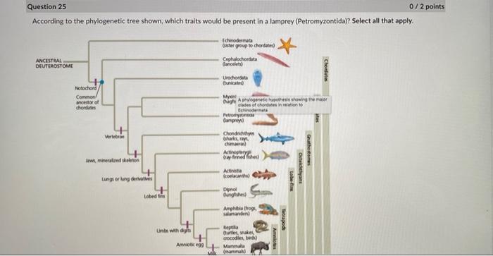 Question 23 0 1 Point A Newly Discovered Species Of Sponge Has A Leuconoid Body Plan Spongin Fibers And Siliceous Spicu 3