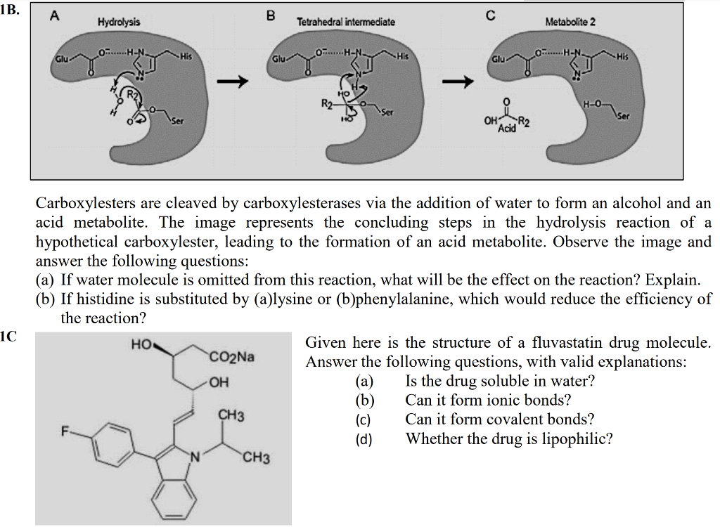 1b 1c A Hydrolysis His Ho Co Na Oh B Ch3 Tetrahedral Intermediate Ch3 His Carboxylesters Are Cleaved By Carboxylesteras 1