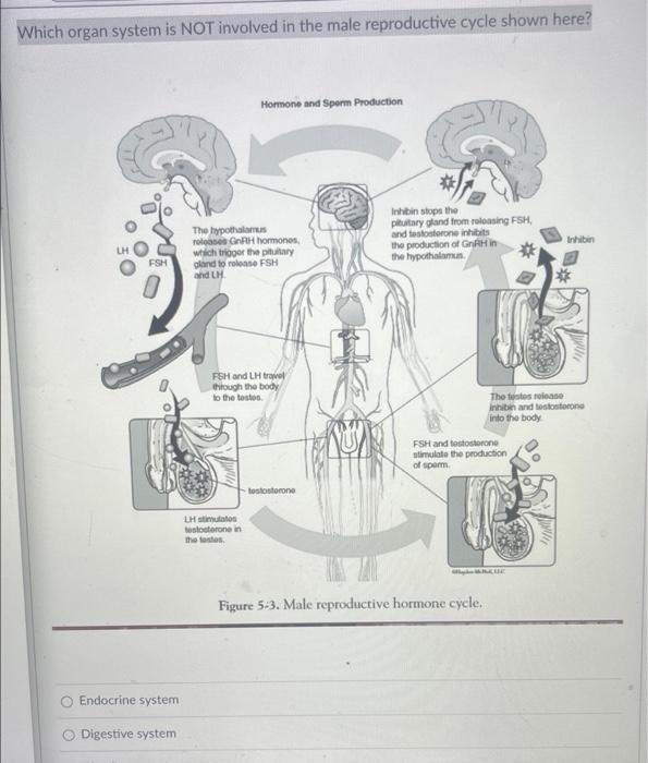 Which Organ System Is Not Involved In The Male Reproductive Cycle Shown Here Fsh Endocrine System Digestive System Horm 1