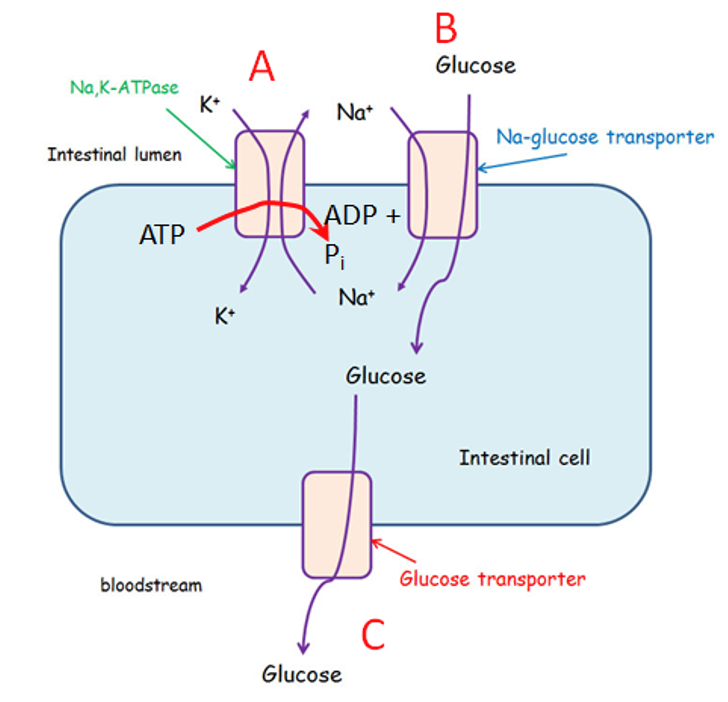 Na K Atpase Intestinal Lumen Atp Bloodstream K A Na Adp P Na Glucose Glucose C B Glucose Na Glucose Transporter In 1