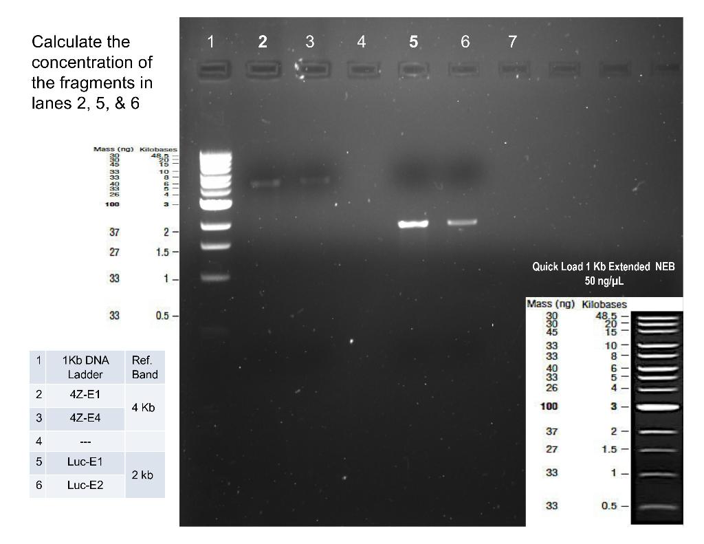 Calculate The Concentration Of The Fragments In Lanes 2 5 6 2 W N 1 1kb Dna Ladder 4z E1 4z E4 3 456 Mass Ng 4 1