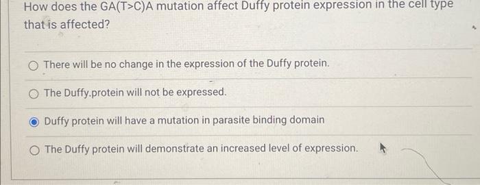 How Does The Ga T C A Mutation Affect Duffy Protein Expression In The Cell Type That Is Affected There Will Be No Chang 1