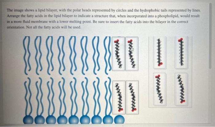 The Image Shows A Lipid Bilayer With The Polar Heads Represented By Circles And The Hydrophobic Tails Represented By Li 1