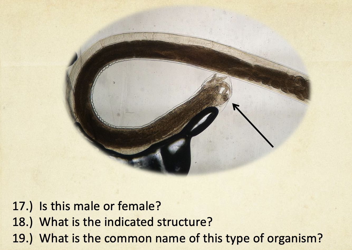 17 Is This Male Or Female 18 What Is The Indicated Structure 19 What Is The Common Name Of This Type Of Organism 1