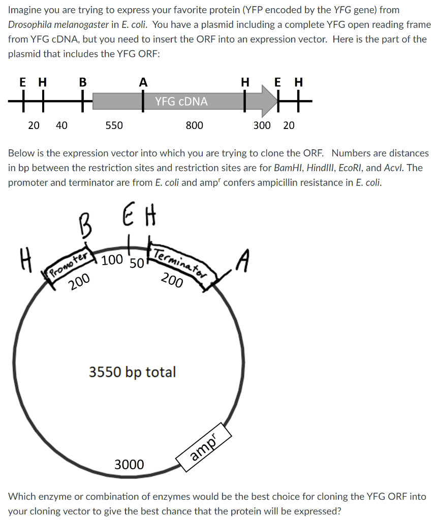 Imagine You Are Trying To Express Your Favorite Protein Yfp Encoded By The Yfg Gene From Drosophila Melanogaster In E 1