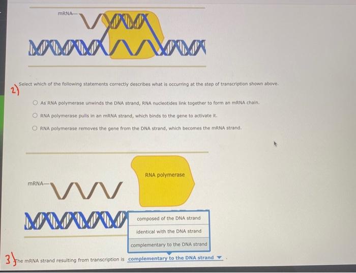 Back To Assignment Attempts 4 Transcription Average 31 In Transcription Information Encoded In Dna Is Copied Over Or 2
