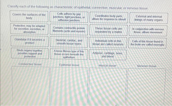 Classify Each Of The Following As Characteristic Of Epithelial Connective Muscular Or Nervous Tissue Cells Adhere By 1