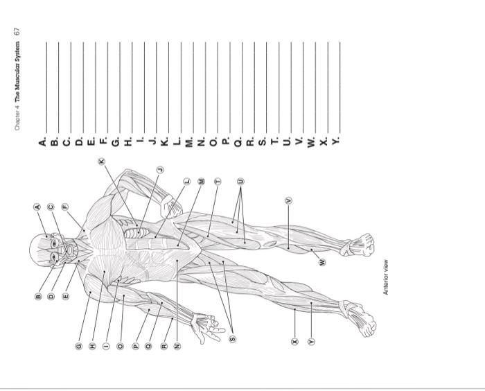 Ui O O Anterior View Recela A B A Bude I F G H I J K L M N O R S T U V W X Y Chapter 4 The Muscular 1