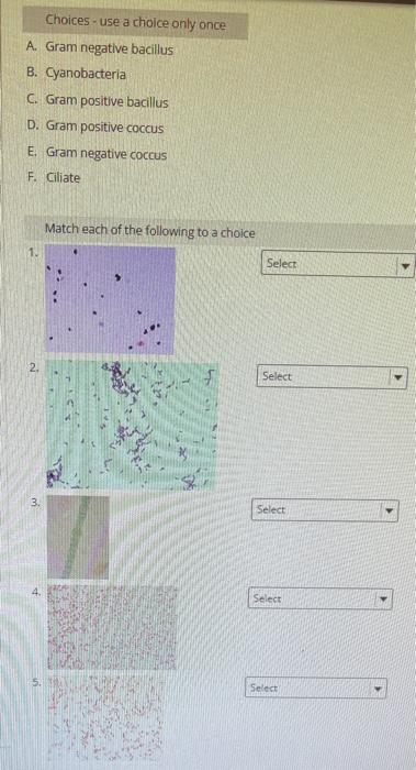 Choices Use A Choice Only Once A Gram Negative Bacillus B Cyanobacteria C Gram Positive Bacillus D Gram Positive C 1