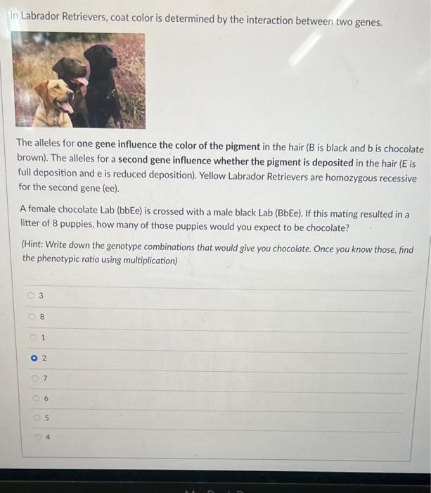 In Labrador Retrievers Coat Color Is Determined By The Interaction Between Two Genes The Alleles For One Gene Influenc 1