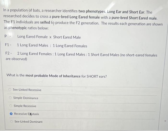 In A Population Of Bats A Researcher Identifies Two Phenotypes Long Ear And Short Ear The Researched Decides To Cross 1