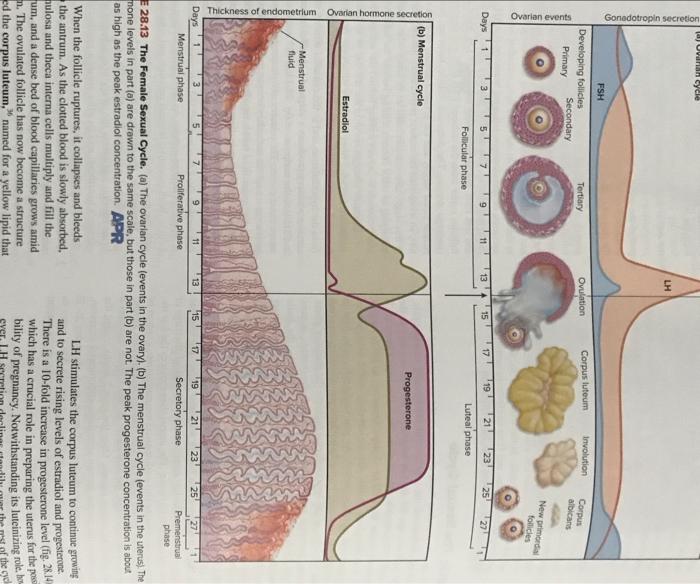 Gonadotropin Secretion Ovarian Events Thickness Of Endometrium Ovarian Hormone Secretion A Ovarian Cycle Days Fsh Deve 1