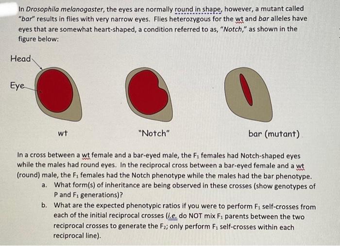 In Drosophila Melanogaster The Eyes Are Normally Round In Shape However A Mutant Called Bar Results In Flies With V 1