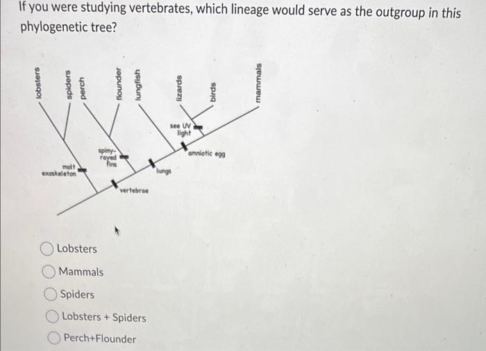 If You Were Studying Vertebrates Which Lineage Would Serve As The Outgroup In This Phylogenetic Tree Lobsters Spiders 1
